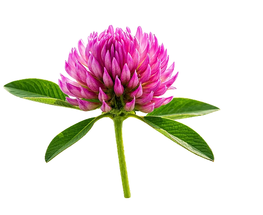 Trébol rojo en flor
